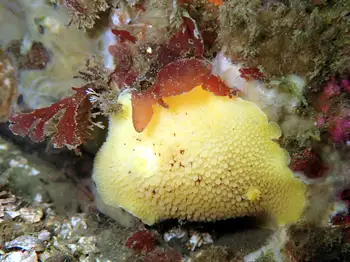 Noble Sea Lemon