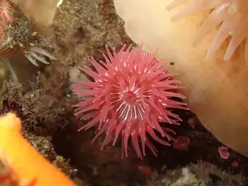 Brooding Anemone