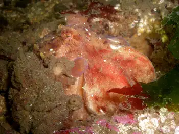 Red Octopus