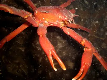Northern Kelp Crab