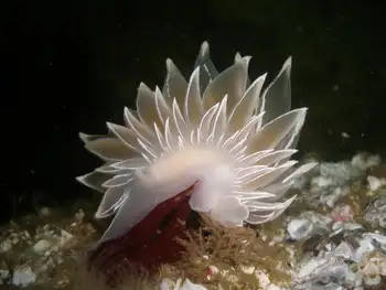 Alabaster Nudibranch