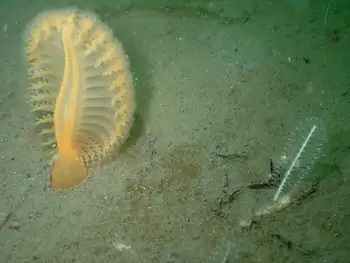 Ptilosarcus gurneyi Sea Pen and Northwest Sea Whip