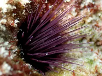 Burrowing Sea Urchin