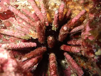 Pacific Slate Pencil Urchin