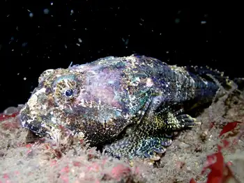 Buffalo Sculpin