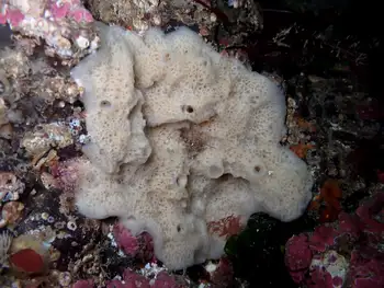 Sponge