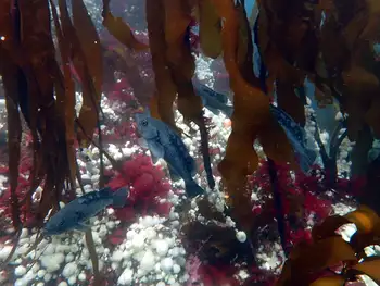 Black Rockfish
