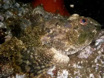 Great Sculpin