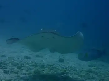 Sting Ray