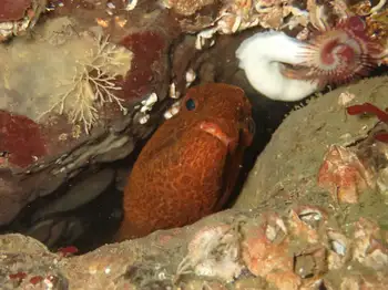 Juvenile Wolf Eel