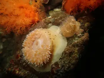 Anemones