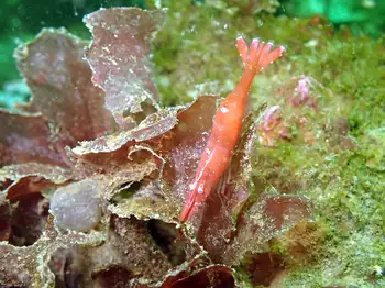 Shrimp