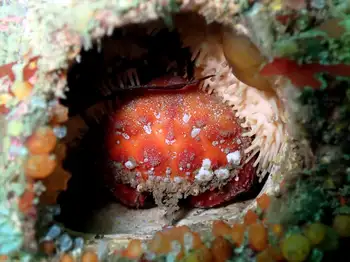 Pygmy Rock Crab