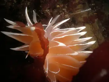 Alabaster Nudibranch