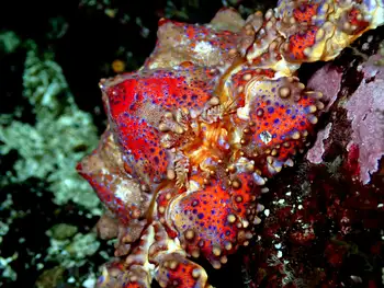 Puget Sound King Crab