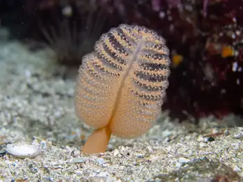 ptilosarcus gurneyi sea pen