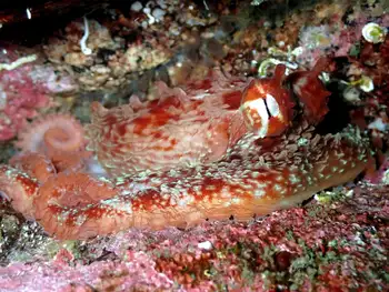 Giant Pacific Octopus