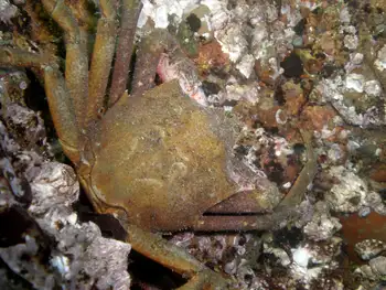 Northern Kelp Crab