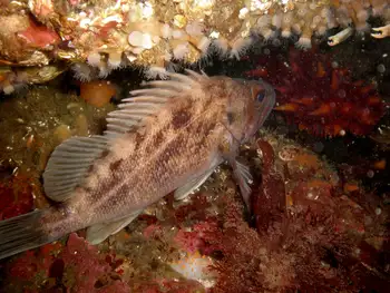 Brown Rockfish