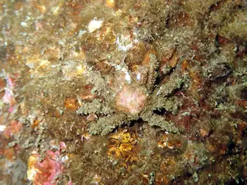 Graceful Decorator Crab
