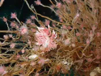British Columbia Aeolid Nudibranch