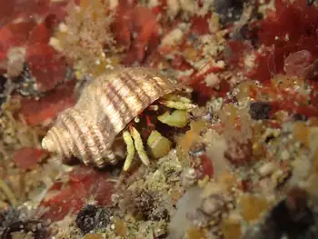 Bering Hermit Crab