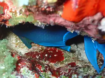 Fish