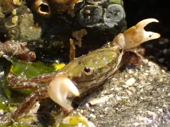 green shore crab