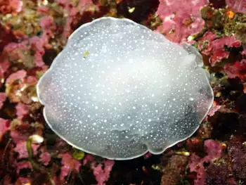 California Berthella