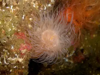 Tiny Orange Anemone
