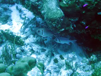glasseye snapper