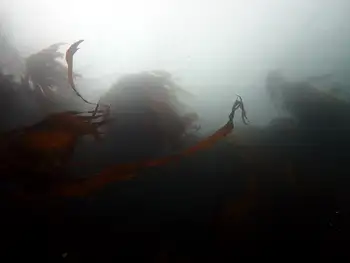 Kelp