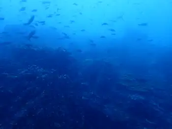 Reef