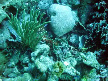 staghorn coral
