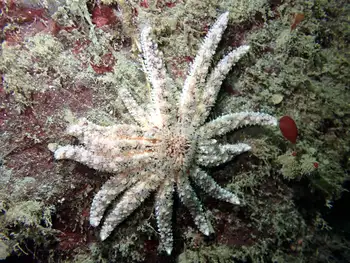 Sunflower Star
