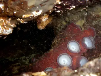 Giant Pacific Octopus