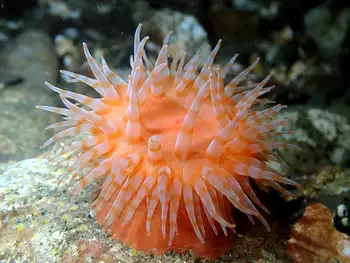 swimming anemone