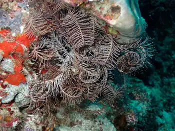 Feather Star