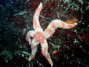 Rainbow Star
