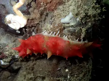 California Sea Cucumber