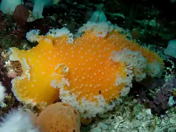 Orange Peel Nudibranch