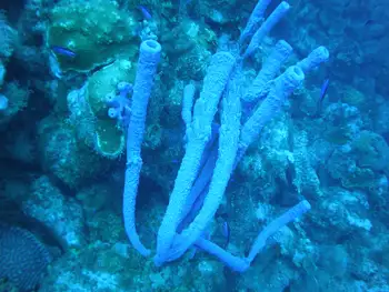 stovepipe sponge