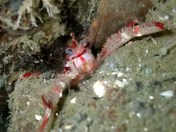 Squat Lobster