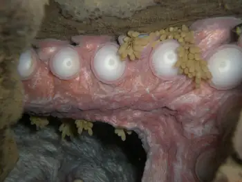 Eggs Giant Pacific Octopus