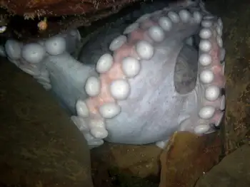 Giant Pacific Octopus
