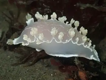 Diamondback Nudibranch