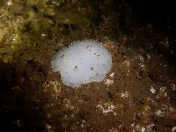 Nanaimo Nudibranch