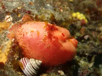 Broadbase Tunicate