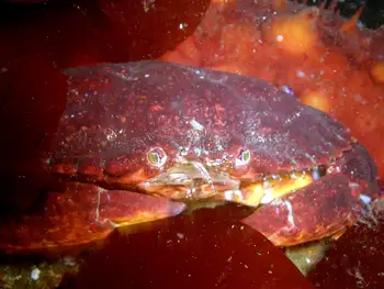 Red Rock Crab