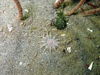 Ten Tentacled Burrowing Anemone